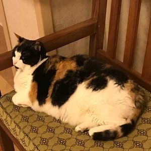 Meet your Posher, Kam